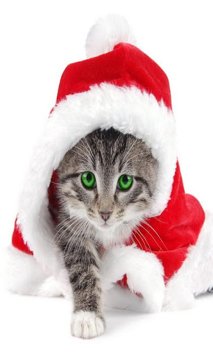 Christmas Cats HD wallpaper