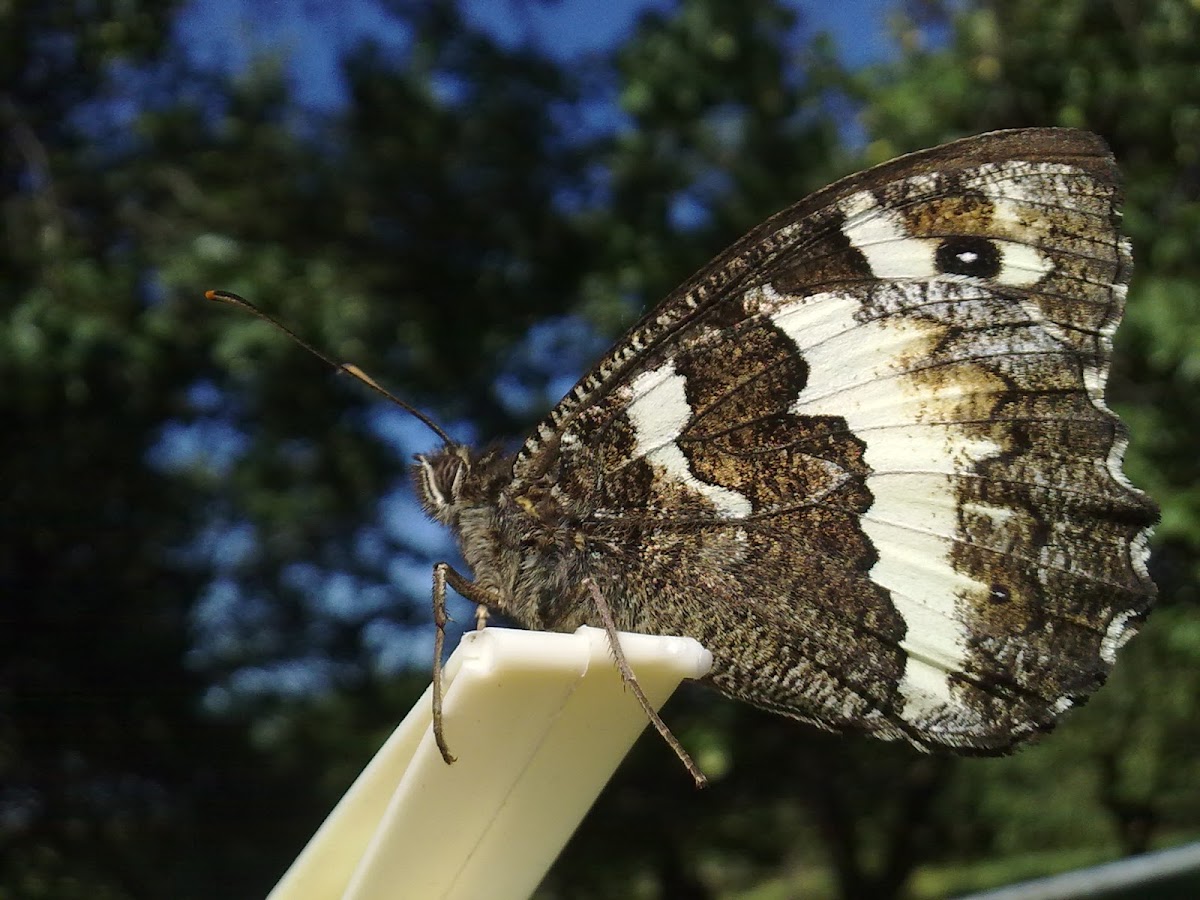 Great banded grayling