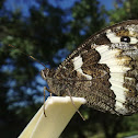 Great banded grayling