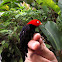 Red capped Manakin/ Saltarín cabecirrojo