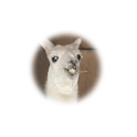 Ola K Ase Lite logo