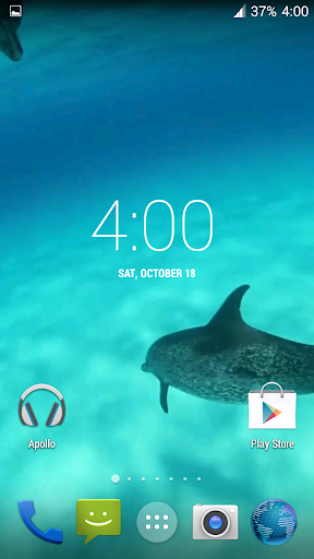 Dolphins HD. Video Wallpaper