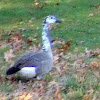 Canada Goose hybrid