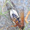 Cicada killer wasp (with an annual cicada)