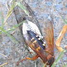 Cicada killer wasp (with an annual cicada)