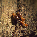 Termites & termite mound
