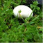 Puffball mushroom