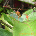 Leaf-Footed Plant Bug (nymph)
