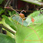 Leaf-Footed Plant Bug (nymph)