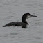 common loon