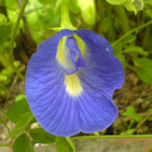 Gokarna flower