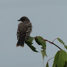 Eastern kingbird (juvenile)