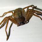 Huntsman Spider