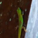 Madagascar gecko