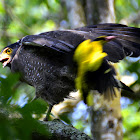 Crested Serpent Eagle
