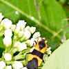 Large Milkweed Bug