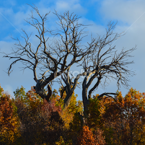 The Giant by Blagoja Pulceski - Landscapes Forests