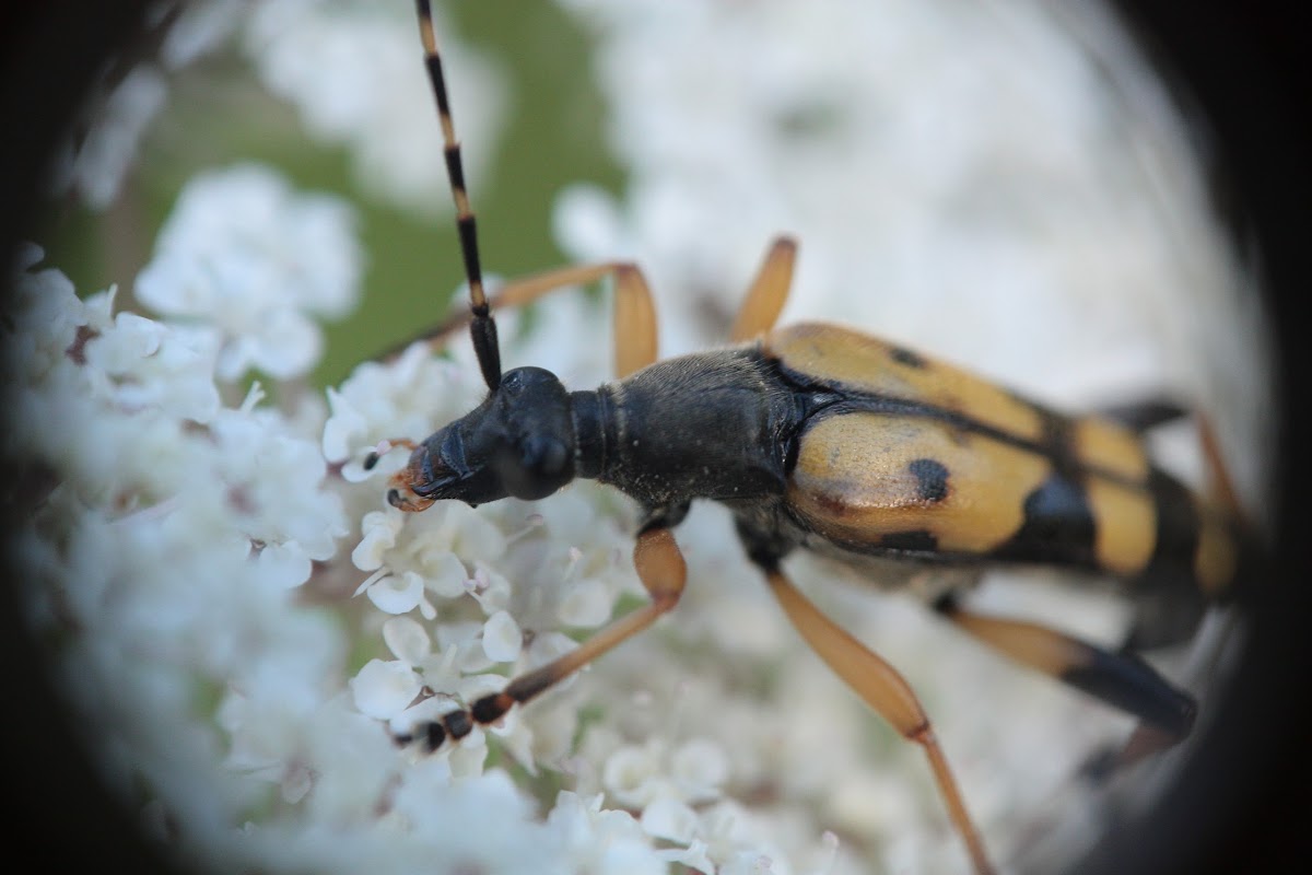 Spotted Longhorn Beetle - Tesařík skvrnitý