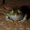 Ornate Burrowning Frog