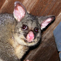 Common brushtail possum with pouch young