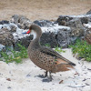 White-cheeked Pintail Duck