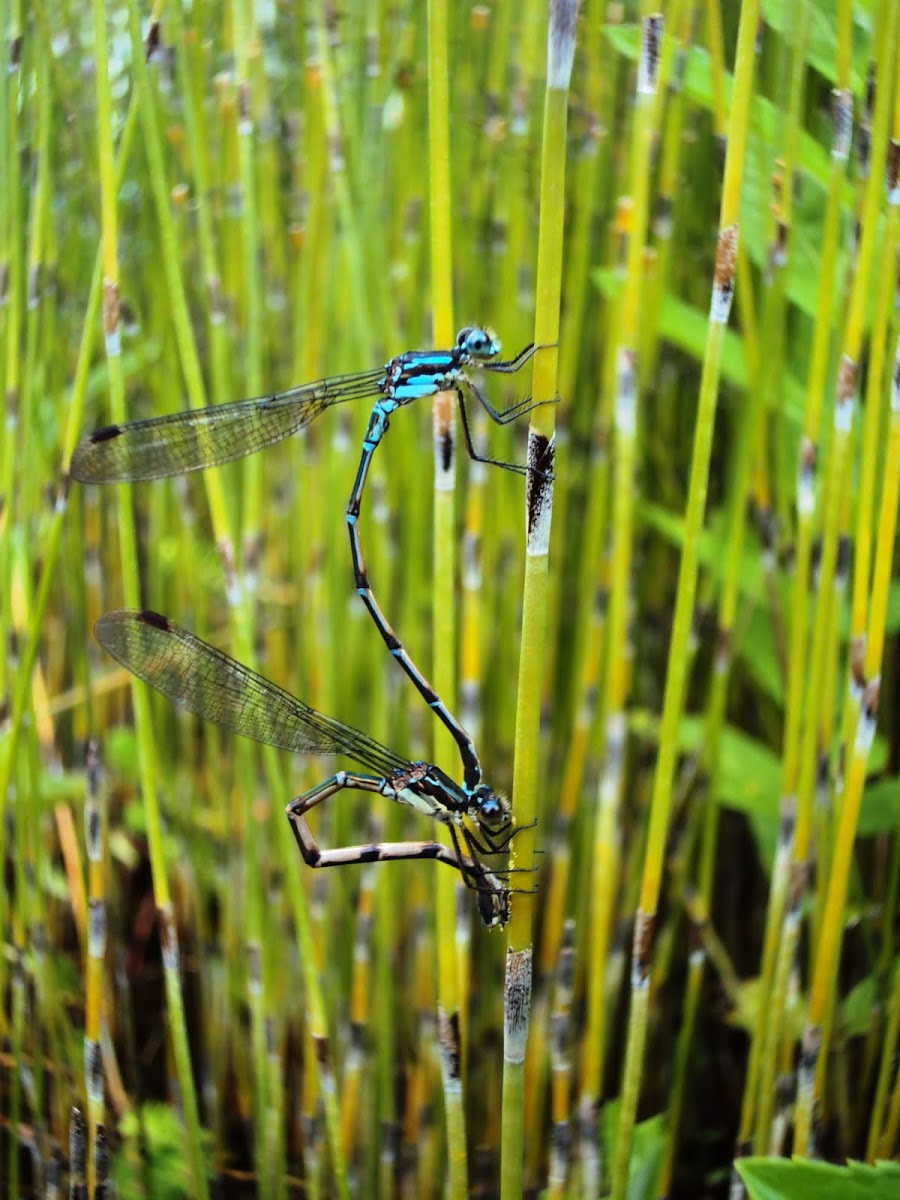 Common Bluetail