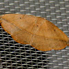 Juniper-twig Geometer moth