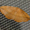 Juniper-twig Geometer moth