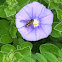 Syrphid Fly or Flower Fly