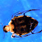 Crawling Water Beetle