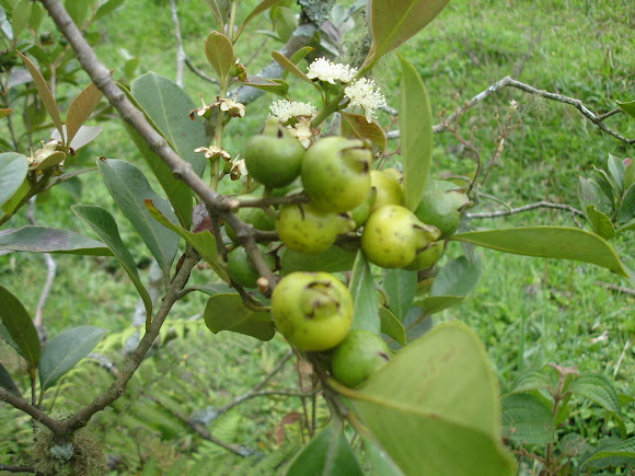 Guayaba agria | Project Noah