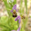 Ophrys abeille