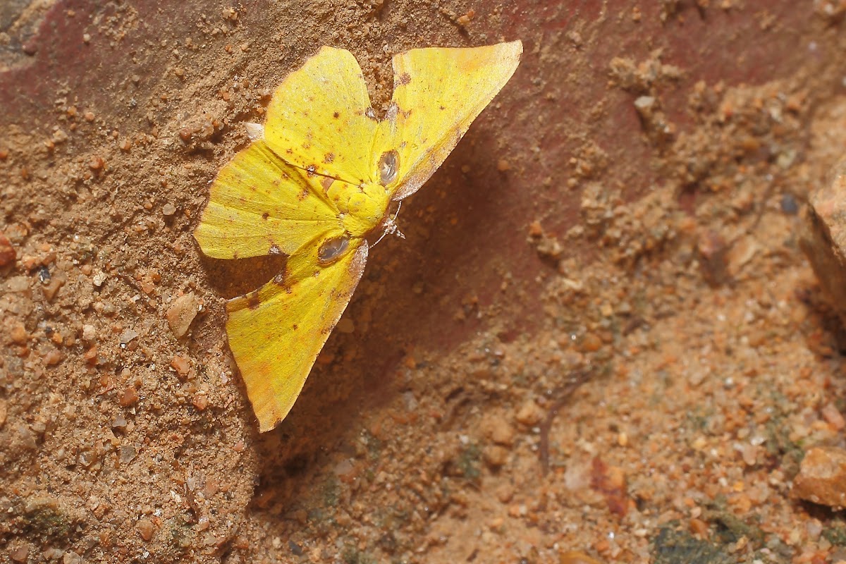 Geometrid moth, male