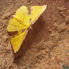 Geometrid moth, male