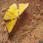 Geometrid moth, male
