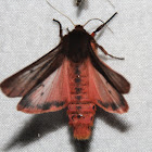 Lined Ruby Tiger Moth