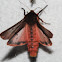 Lined Ruby Tiger Moth