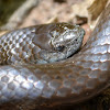African House Snake