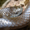 African House Snake