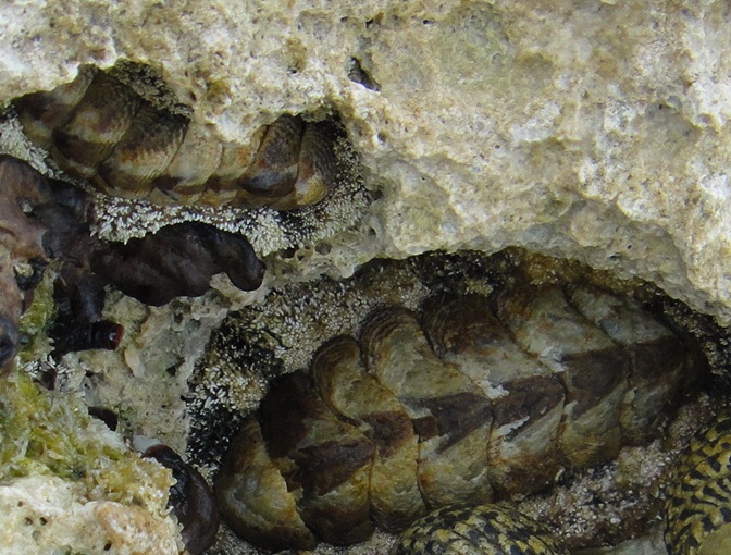 West Indian fuzzy chiton