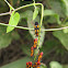 Six-spotted Milkweed Bug