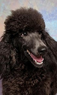 How to download Poodles Wallpapers 1.0 apk for laptop