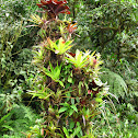 Epiphytic Bromeliads