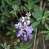 Andean Lupin