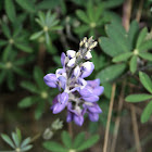 Andean Lupin