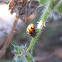 Ladybug pupae