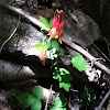 Wild columbine