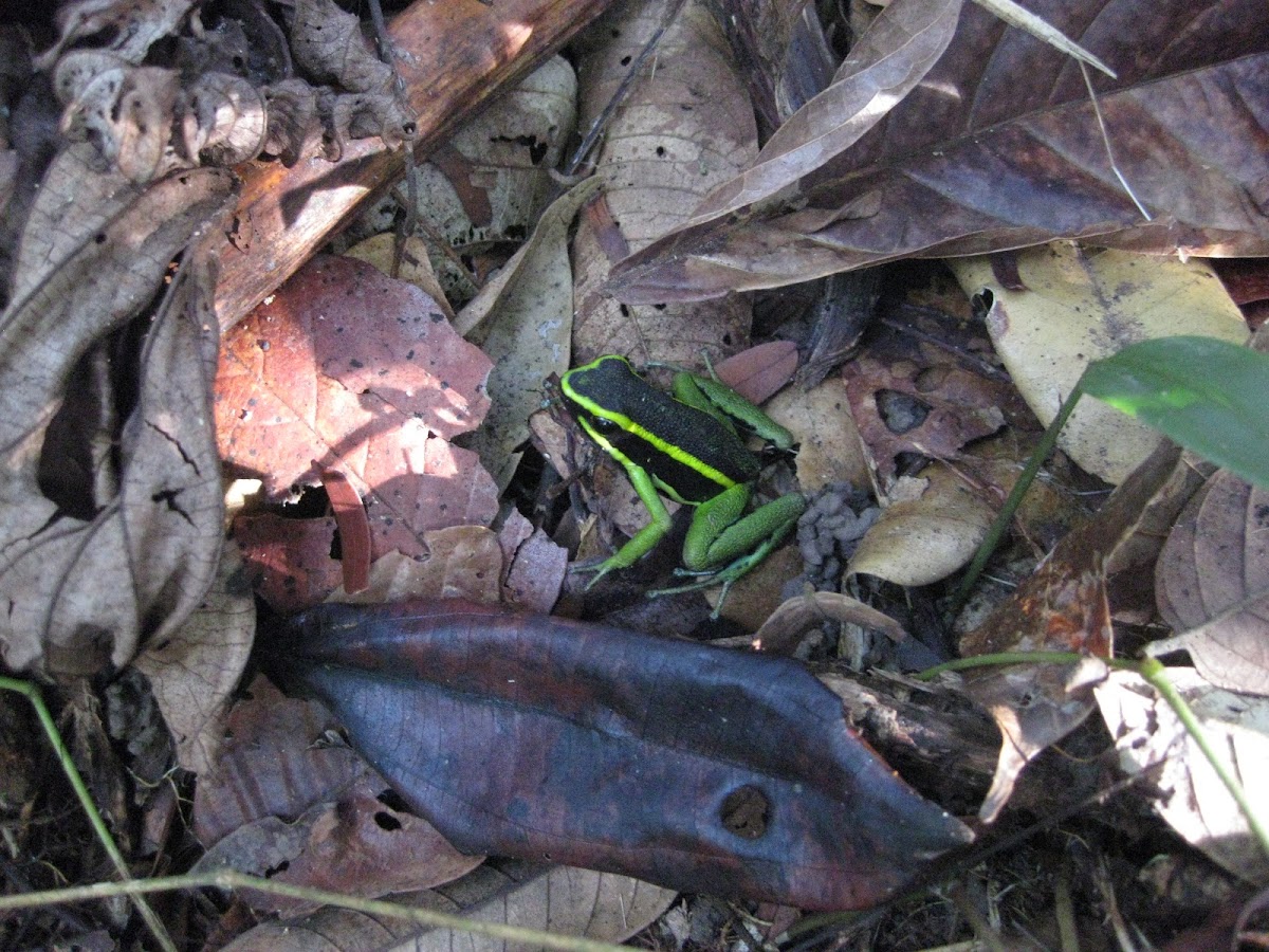 three-striped poison dart frog