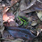 three-striped poison dart frog