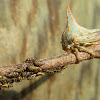 Thorn Treehopper